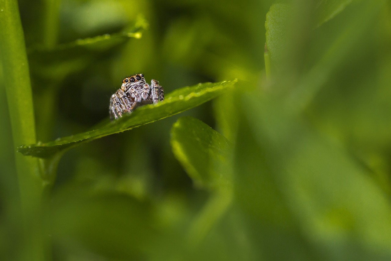 Jumping spider