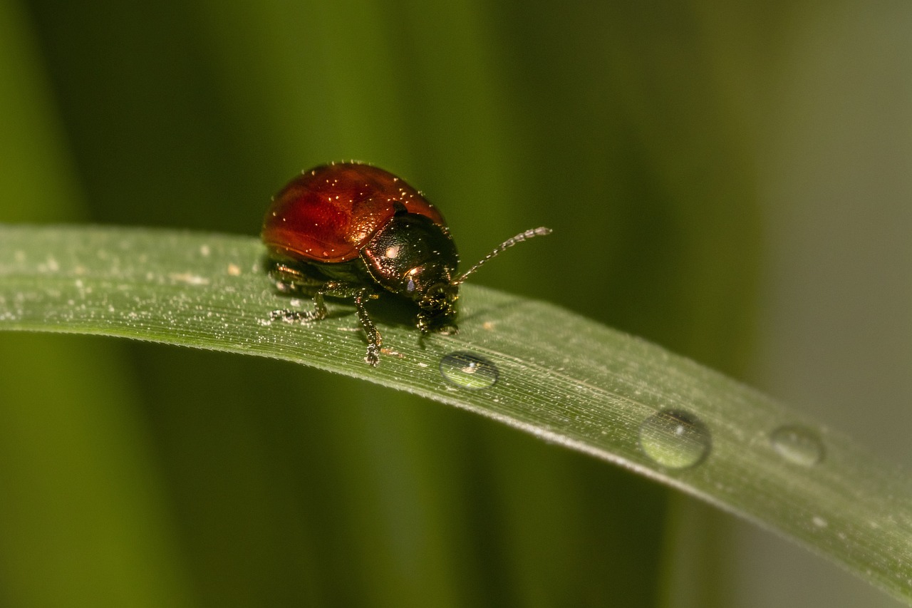 Knotgrass leaf beetle (Chrysolina polita)