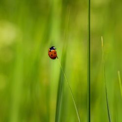 Seven-Spotted Ladybug (Coccinella septempunctata)