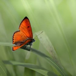 Large copper ( Lycaena dispar)