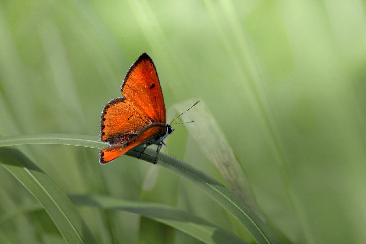 Large copper ( Lycaena dispar)