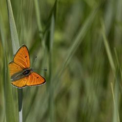 Large copper ( Lycaena dispar)