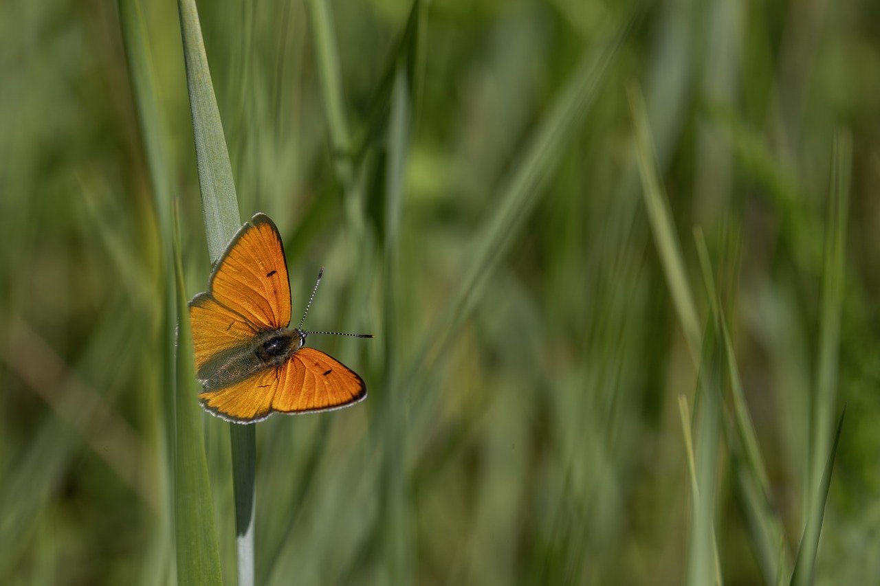 Large copper ( Lycaena dispar)