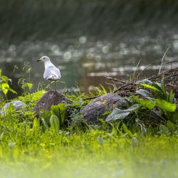 Common Gull (Larus canus)