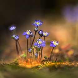 Common hepatica, liverwort, liverleaf, kidneywort (Hepatica nobilis)