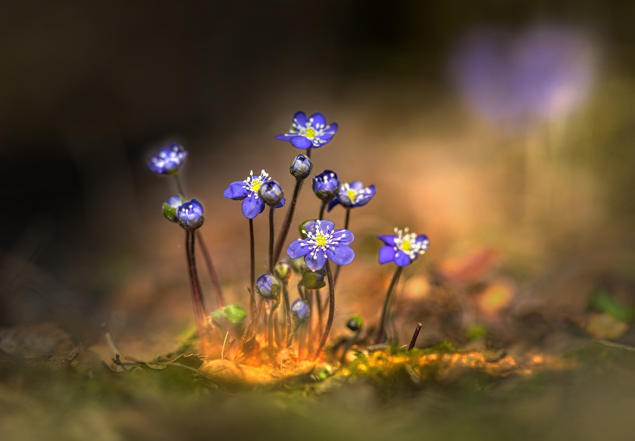 Common hepatica, liverwort, liverleaf, kidneywort (Hepatica nobilis)