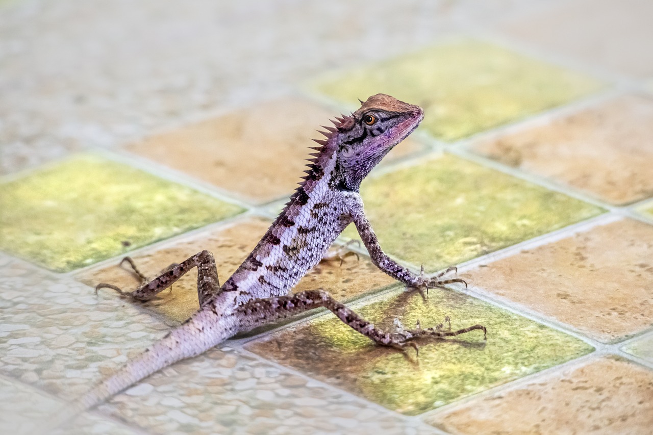 Emma gray`s forest lizard (Calotes emma)