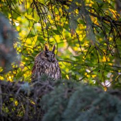 Long-eared owl (Asio otus)