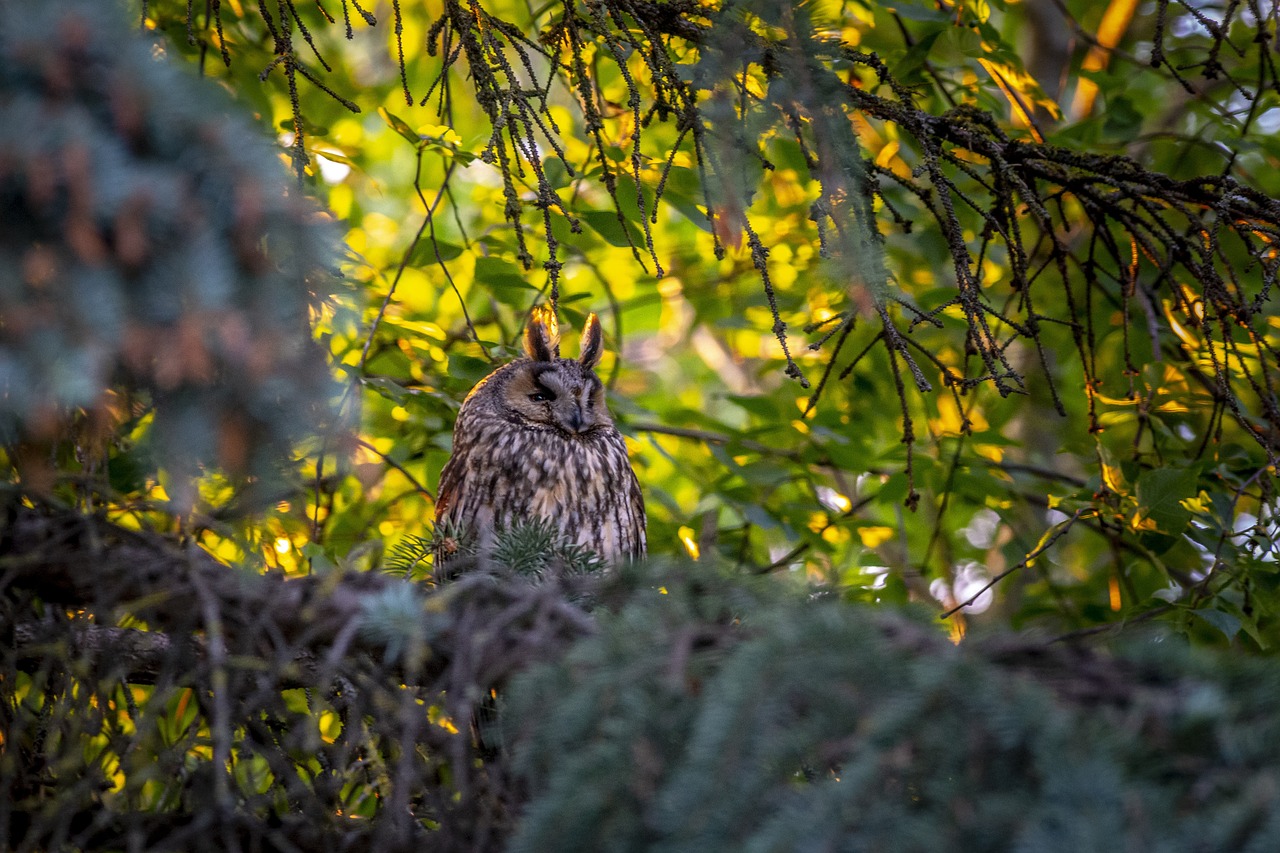 Long-eared owl (Asio otus)