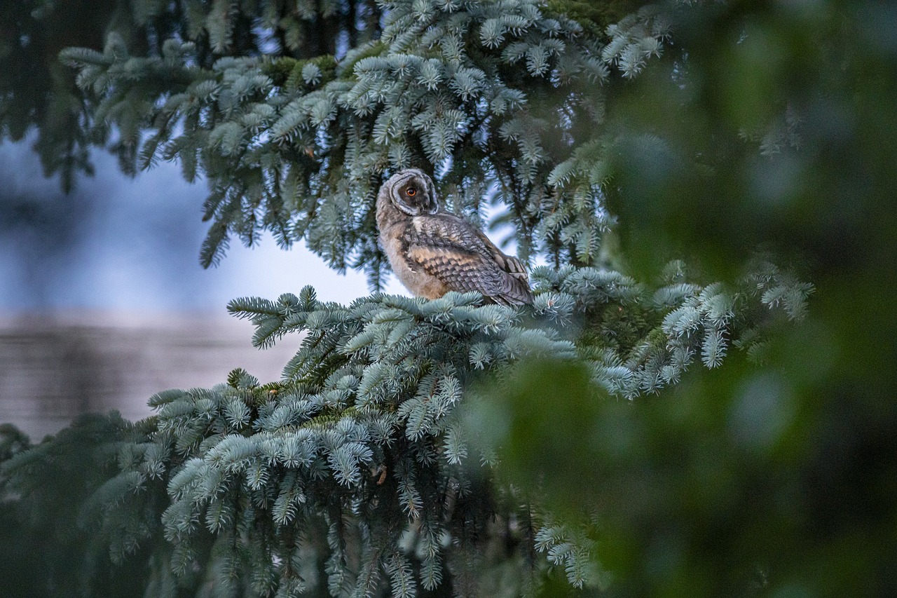 Long-eared owl (Asio otus)