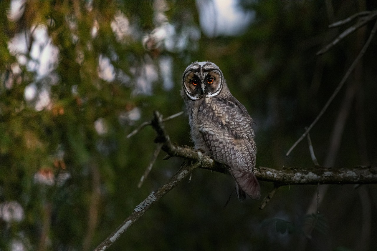 Long-eared owl (Asio otus)