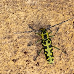 Ladder Beetle Longhorn beetle (Saperda scalaris)