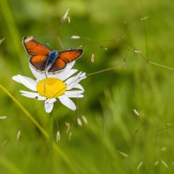 Purple-edged copper (Lycaena hippothoe)