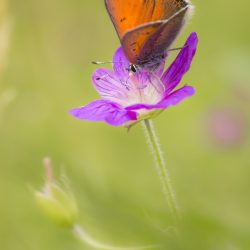 Purple-edged copper (Lycaena hippothoe)