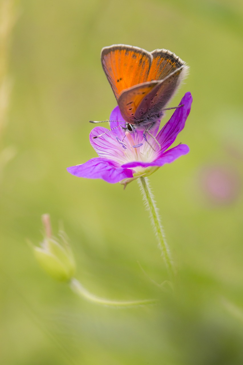 Purple-edged copper (Lycaena hippothoe)