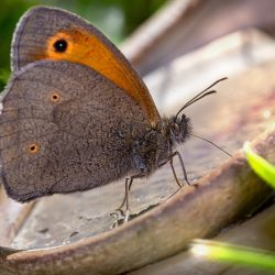 Meadow brown (Maniola jurtina)
