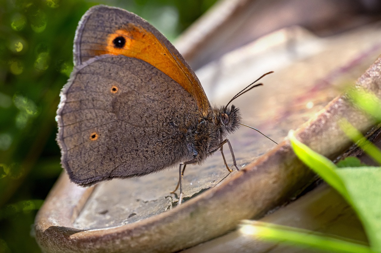 Meadow brown (Maniola jurtina)