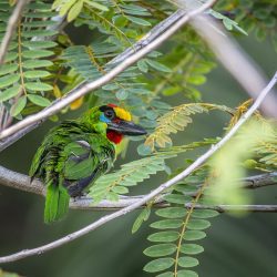 Red-throated Barbet (Megalaima mystacophanos)