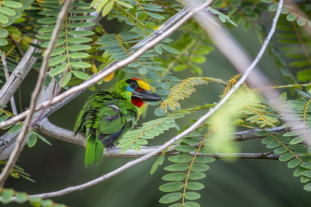 Red-throated Barbet (Megalaima mystacophanos)