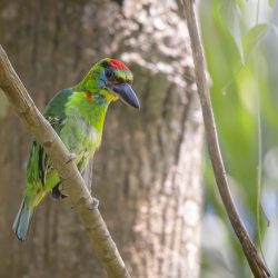 Red-throated Barbet (Megalaima mystacophanos)