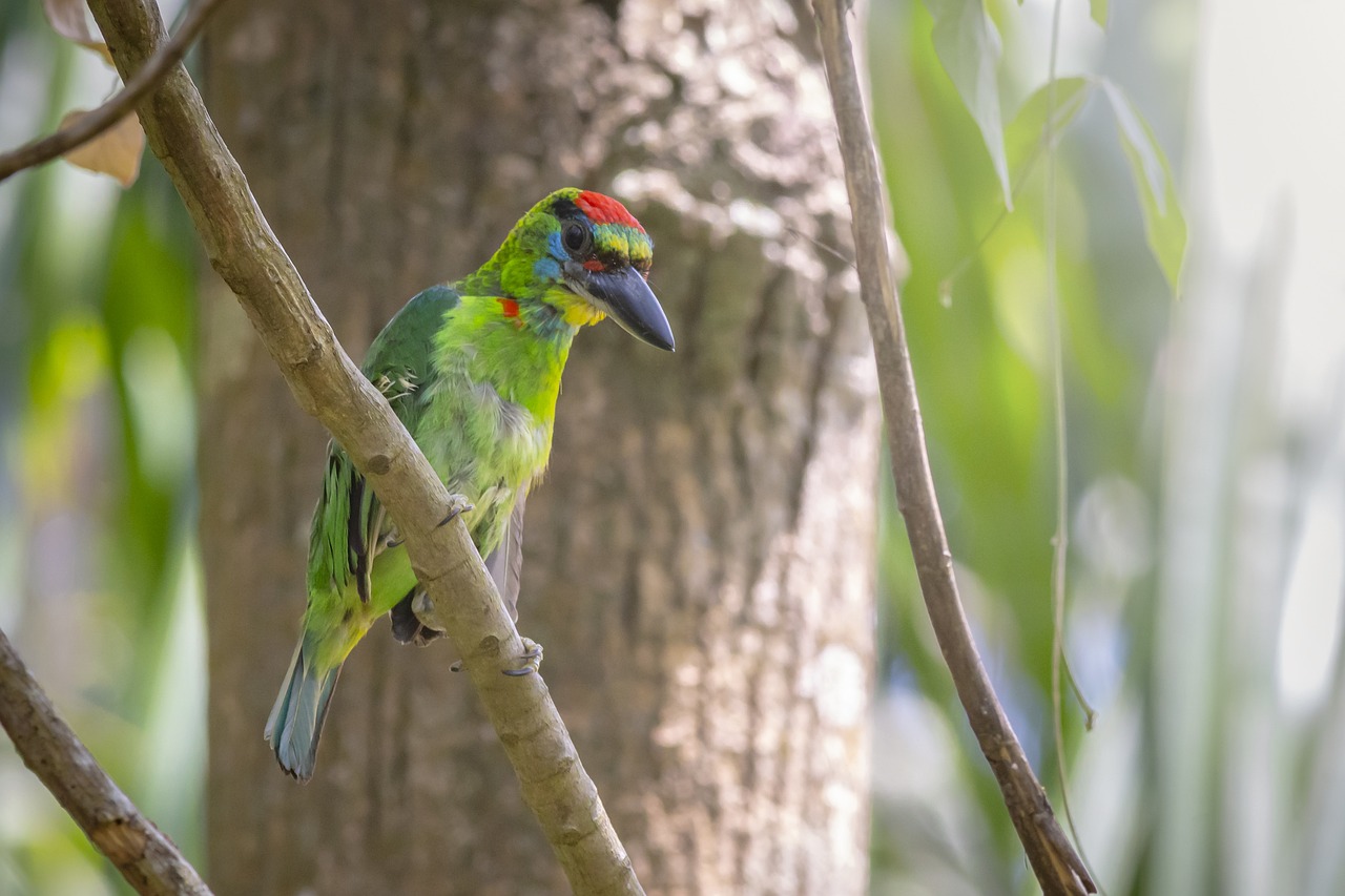 Red-throated Barbet (Megalaima mystacophanos)