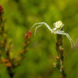 Goldenrod Crab Spider (Misumena vatia)