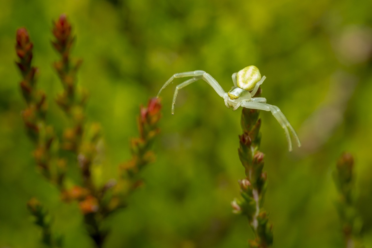 Goldenrod Crab Spider (Misumena vatia)