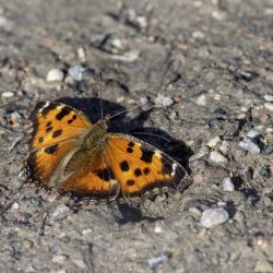 Small Tortoiseshell (Aglais urticae)