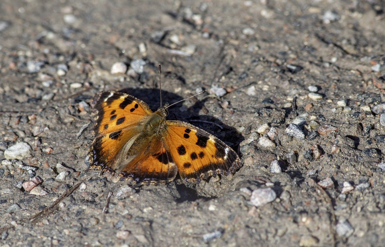 Small Tortoiseshell (Aglais urticae)