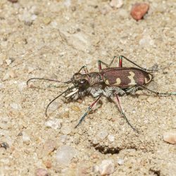 Northern dune tiger beetle (Cicindela hybrida)