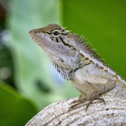 Oriental garden lizard (Calotes vesicolor)