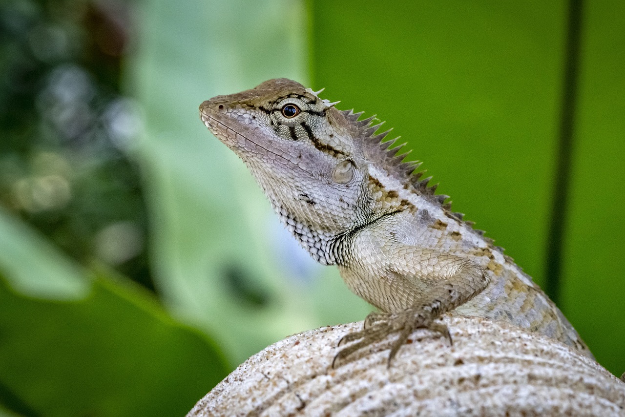 Oriental garden lizard (Calotes vesicolor)