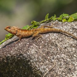 Oriental garden lizard (Calotes vesicolor)