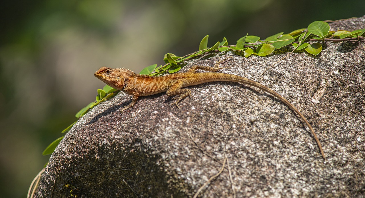 Oriental garden lizard (Calotes vesicolor)