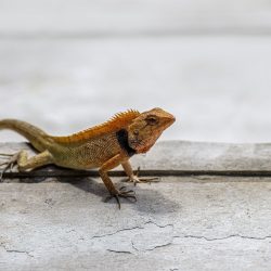 Oriental garden lizard (Calotes vesicolor)