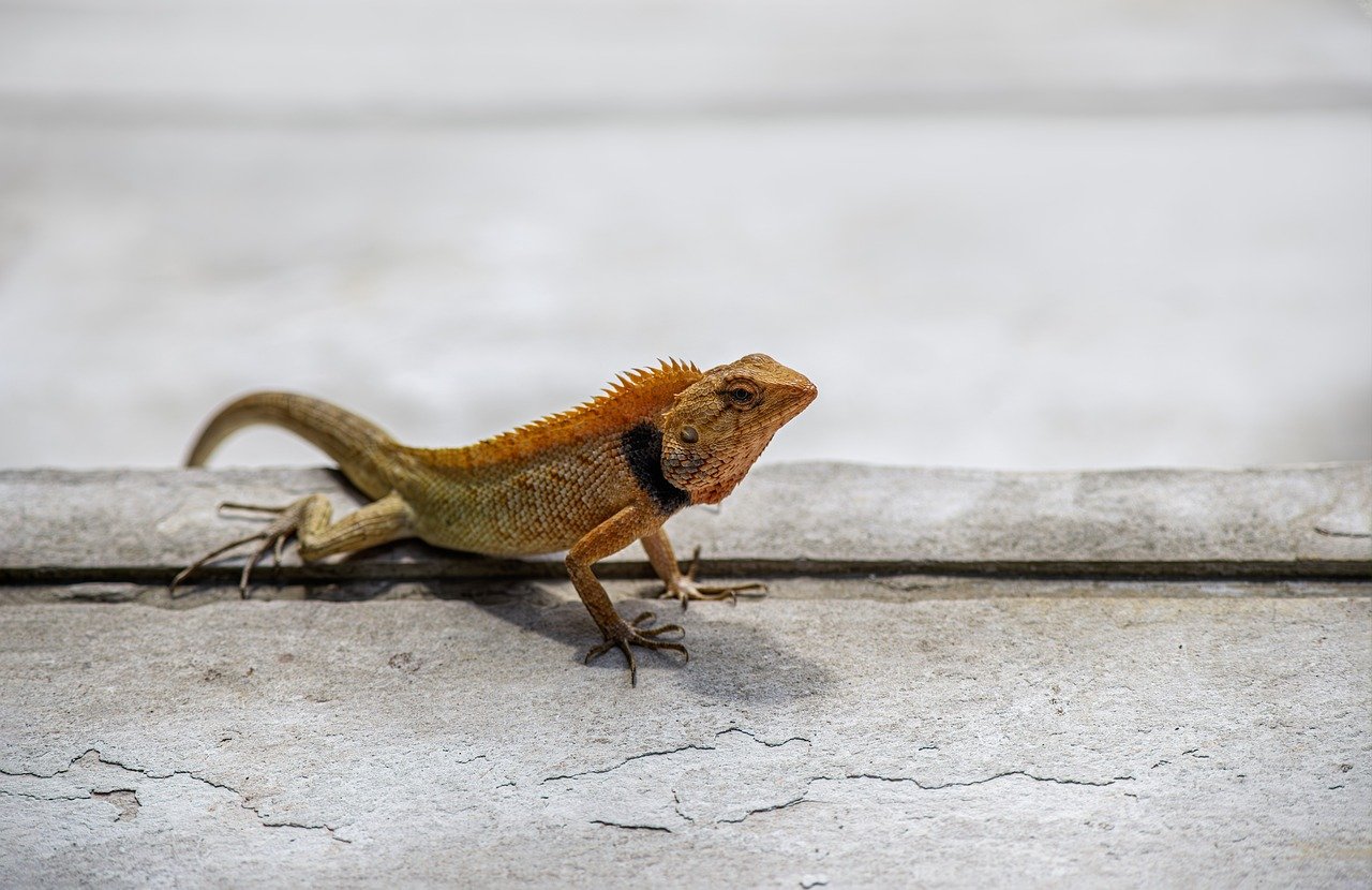 Oriental garden lizard (Calotes vesicolor)