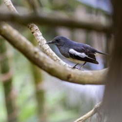 Oriental magpie-robin (Copsychus saularis)