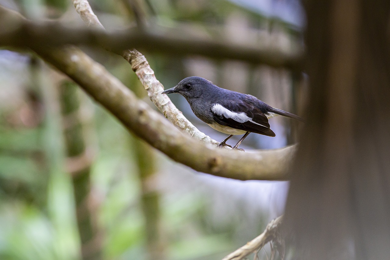 Oriental magpie-robin (Copsychus saularis)