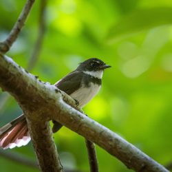 Oriental magpie-robin (Copsychus saularis)