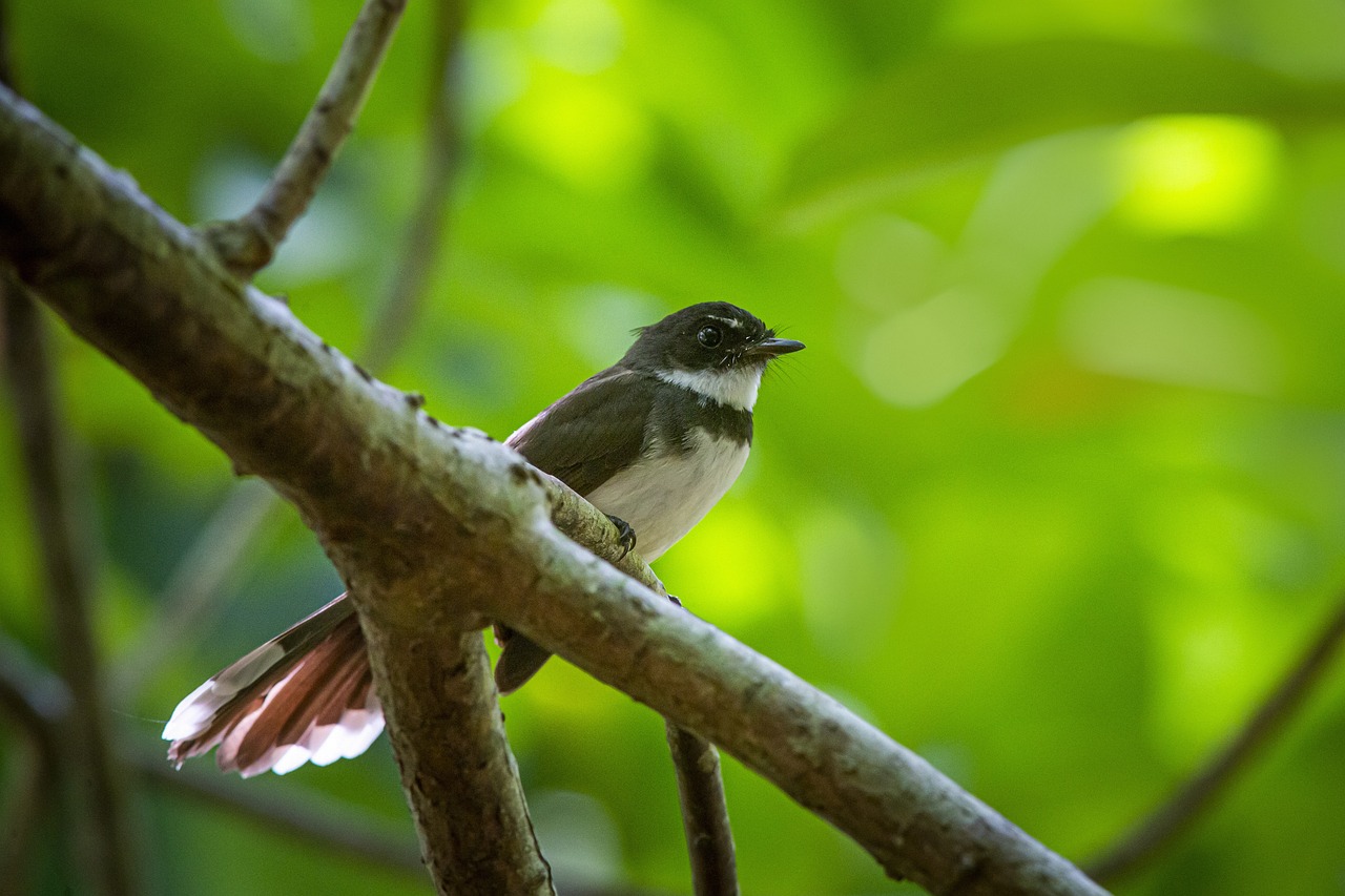 Oriental magpie-robin (Copsychus saularis)