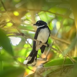 Oriental magpie-robin (Copsychus saularis)