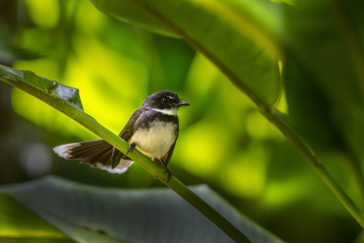 Oriental magpie-robin (Copsychus saularis)