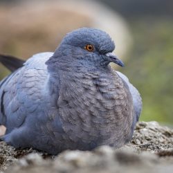 Domestic pigeon (Columba livia domestica)