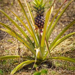 Pineapple (Ananas comosus)