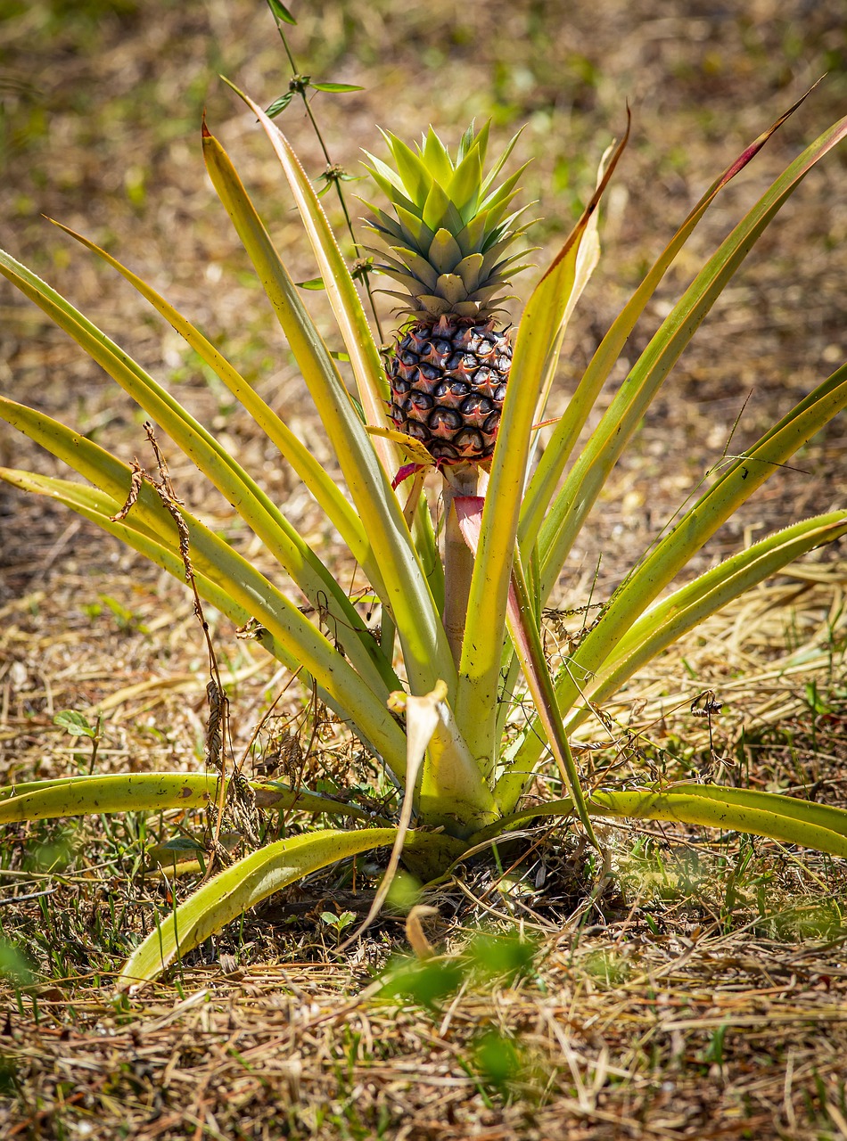 Pineapple (Ananas comosus)