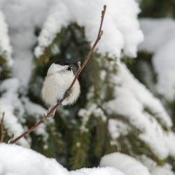 Willow tit (Poecile montanus)