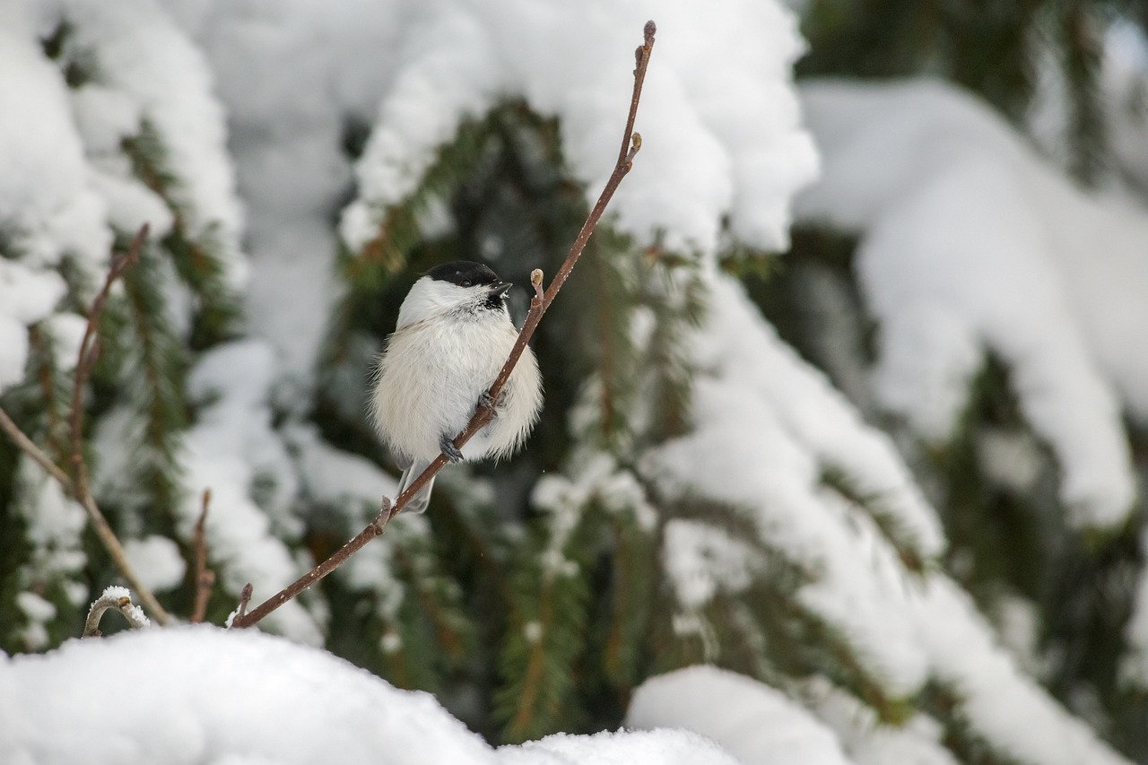 Willow tit (Poecile montanus)