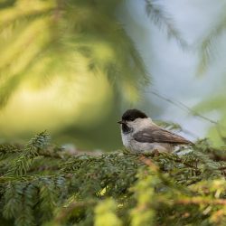 Willow tit (Poecile montanus)