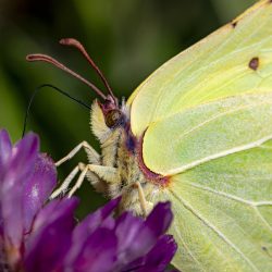 Common Brimstone (Gonepteryx rhamni)
