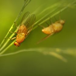 Lauxaniid fly (Tricholauxania praeusta)